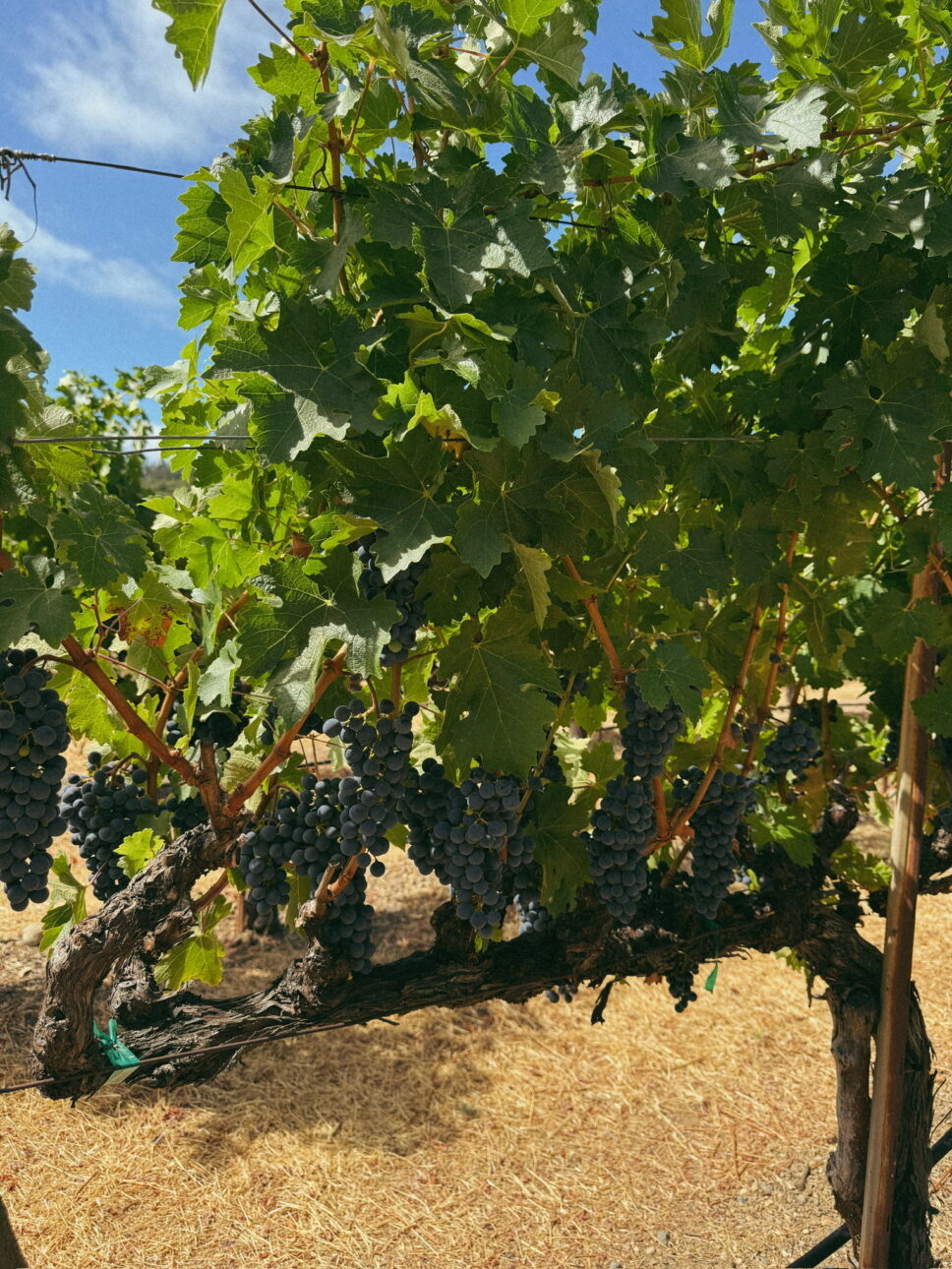 Francis Ford Coppola Winery